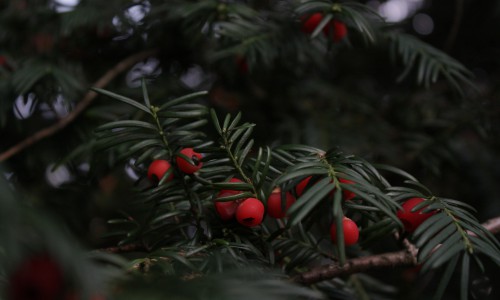 fir-tree-4556622_1920